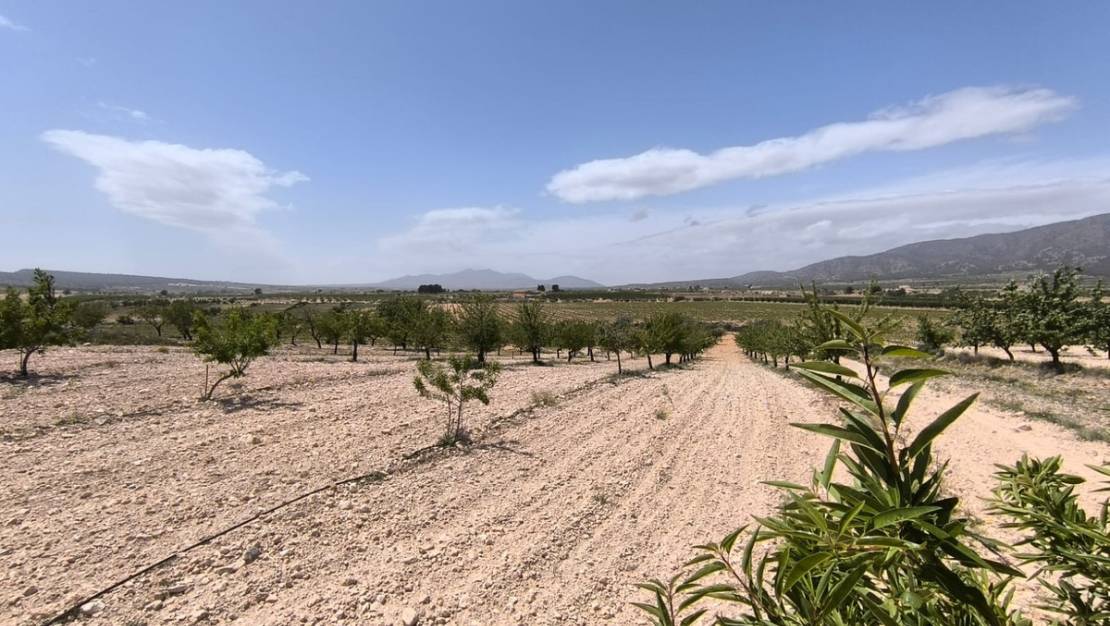 Sale - Land - Pinoso - Pinoso Centro