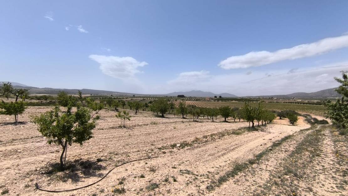 Sale - Land - Pinoso - Pinoso Centro