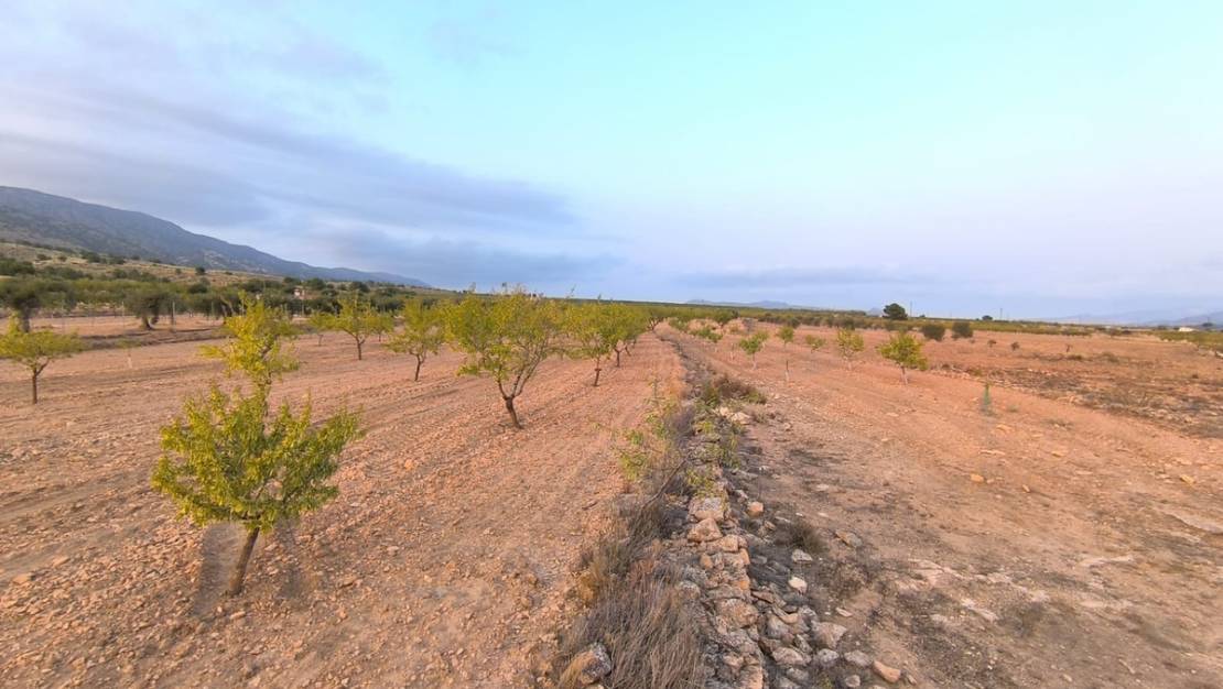 Sale - Land - Pinoso - Pinoso Centro