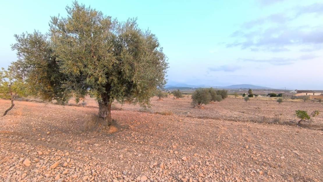 Sale - Land - Pinoso - Pinoso Centro