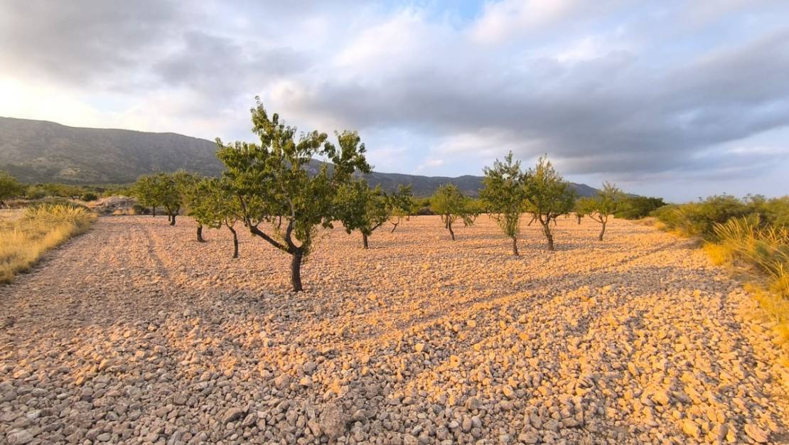 Sale - Land - Pinoso - Pinoso Centro