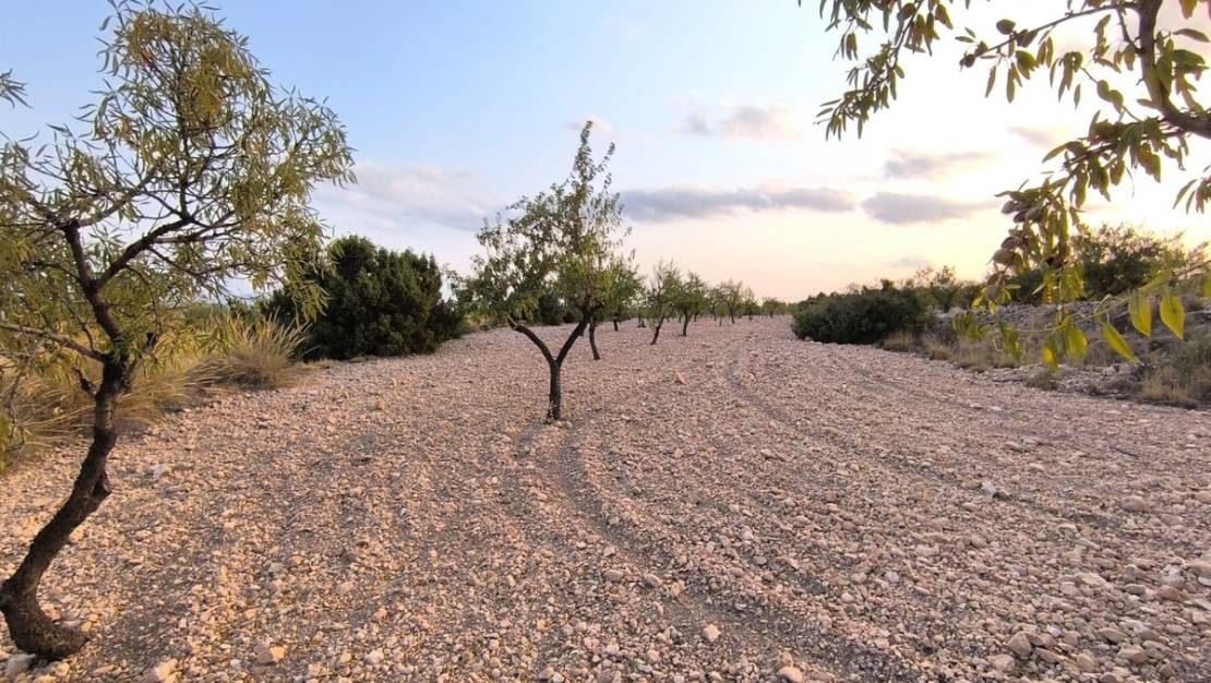 Sale - Land - Pinoso - Pinoso Centro