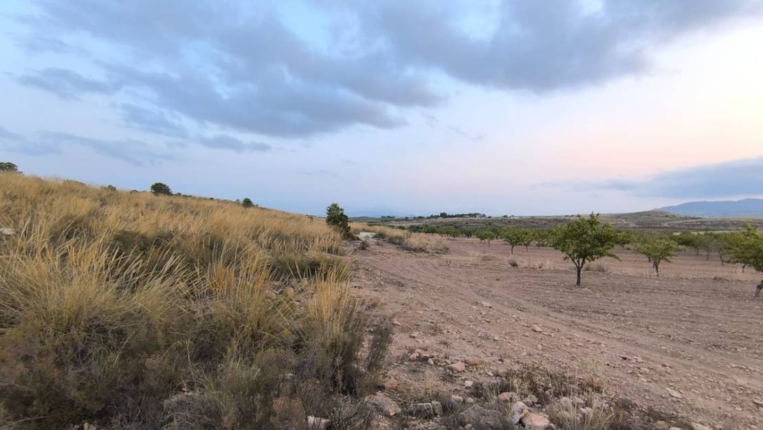 Sale - Land - Pinoso - Pinoso Centro