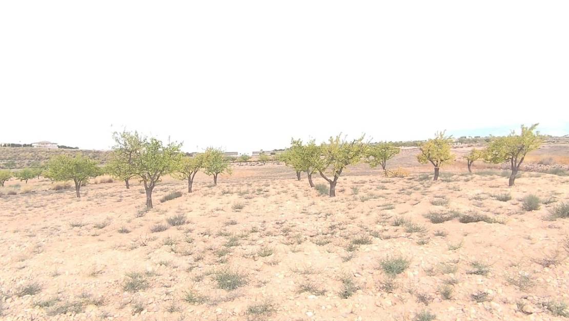 Sale - Land - Pinoso - Pinoso Centro