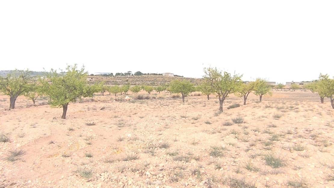 Sale - Land - Pinoso - Pinoso Centro