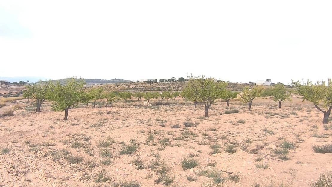 Sale - Land - Pinoso - Pinoso Centro