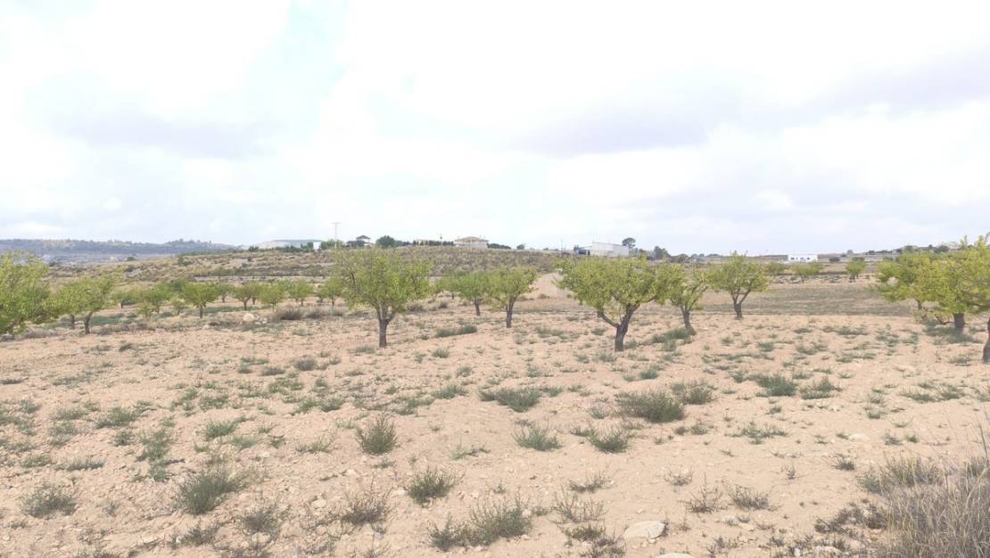 Sale - Land - Pinoso - Pinoso Centro