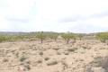 Sale - Land - Pinoso - Pinoso Centro