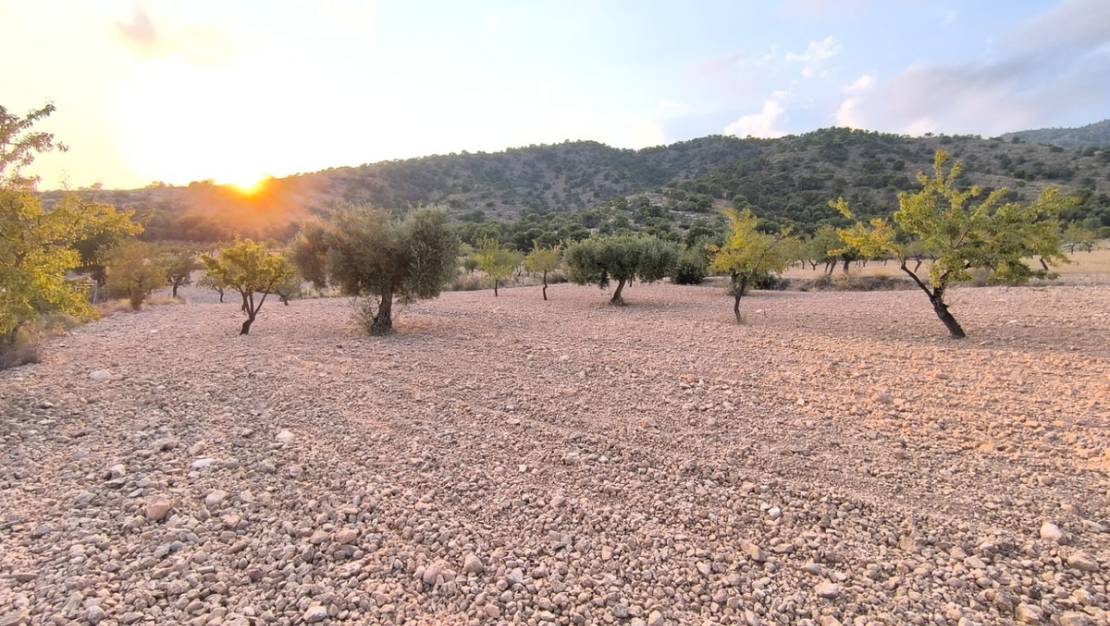 Sale - Land - Pinoso - Pinoso Centro