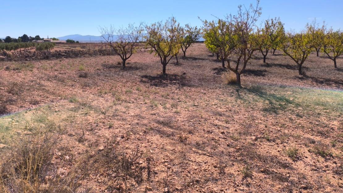 Sale - Land - Pinoso - Pinoso Centro