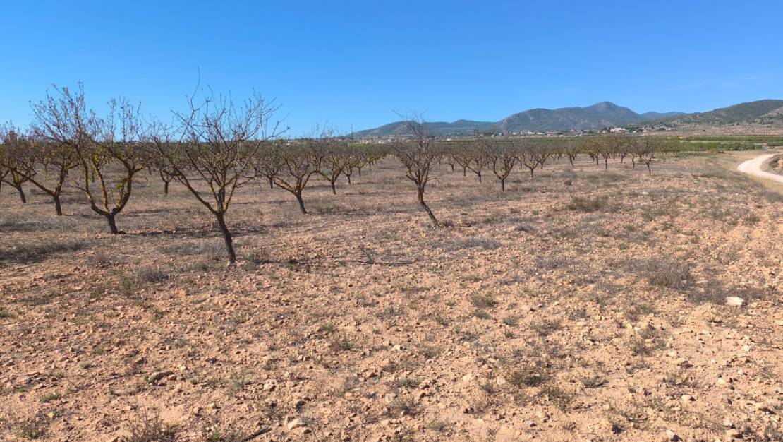Sale - Land - Pinoso - Pinoso Centro