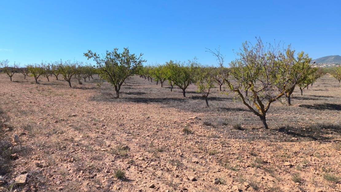 Sale - Land - Pinoso - Pinoso Centro