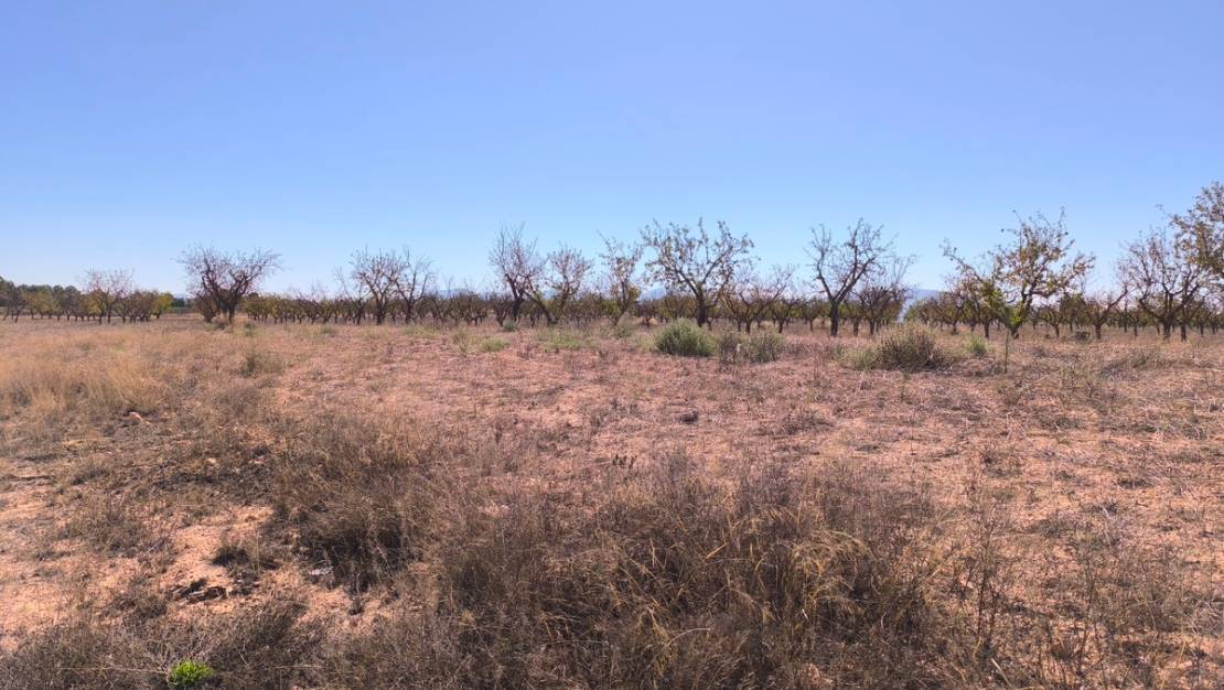 Sale - Land - Pinoso - Pinoso Centro