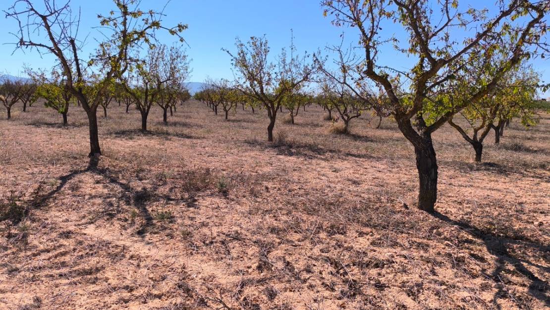 Sale - Land - Pinoso - Pinoso Centro
