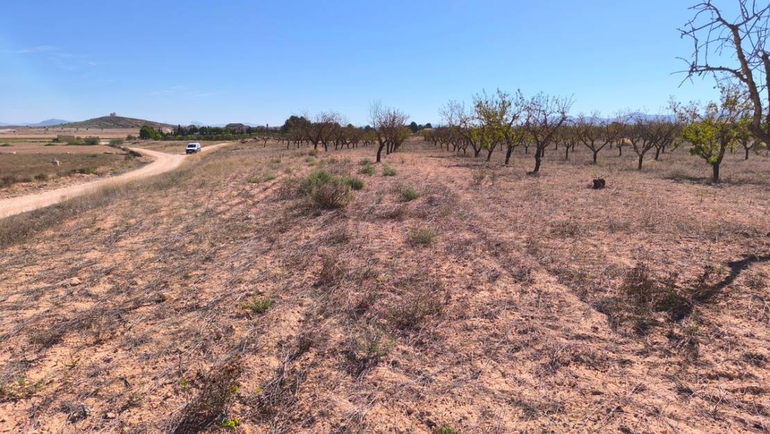 Sale - Land - Pinoso - Pinoso Centro