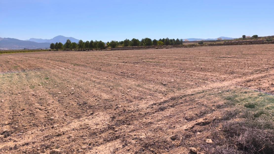 Sale - Land - Pinoso - Pinoso Centro