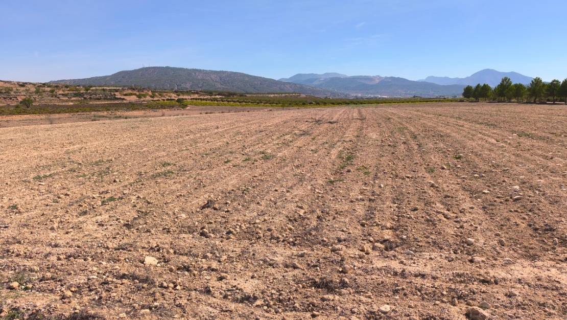 Sale - Land - Pinoso - Pinoso Centro