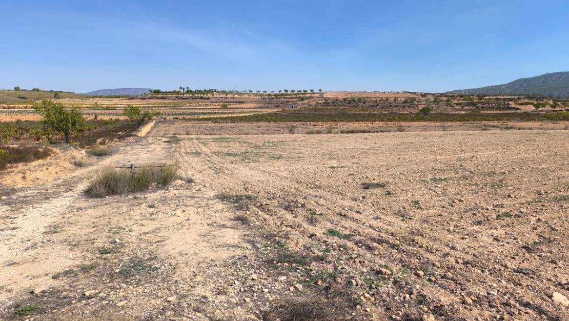 Sale - Land - Pinoso - Pinoso Centro