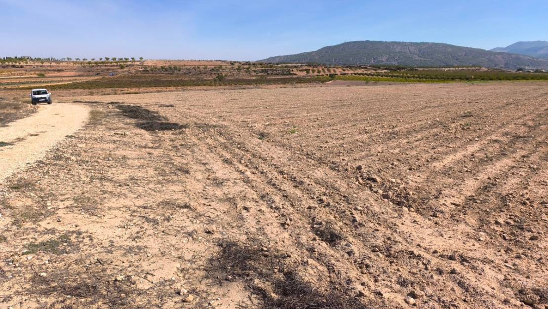 Sale - Land - Pinoso - Pinoso Centro