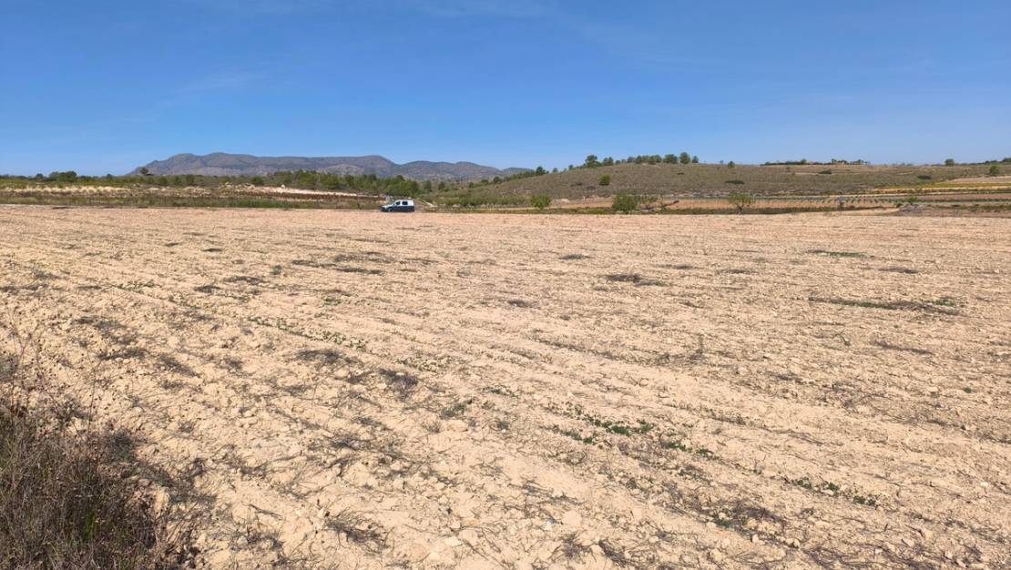 Sale - Land - Pinoso - Pinoso Centro