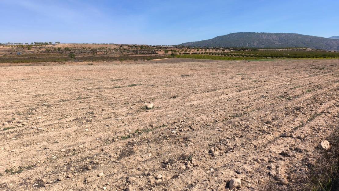 Sale - Land - Pinoso - Pinoso Centro