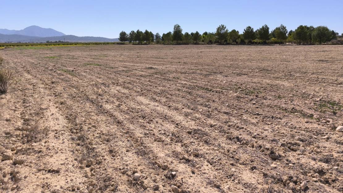 Sale - Land - Pinoso - Pinoso Centro