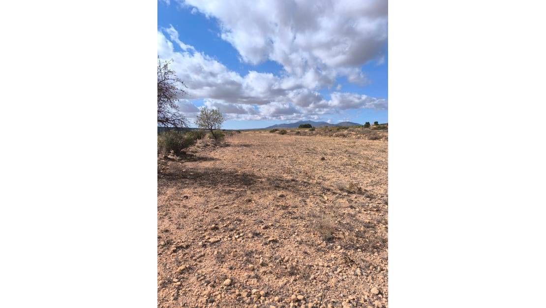 Sale - Land - Pinoso - Pinoso Centro