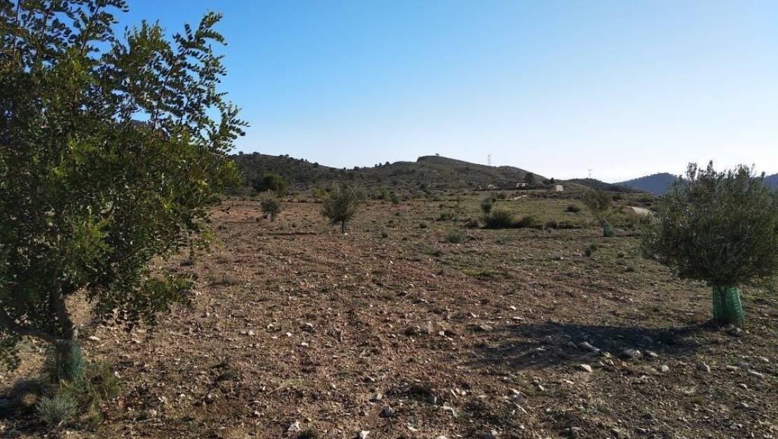 Sale - Land - Relleu - Relleu Centro