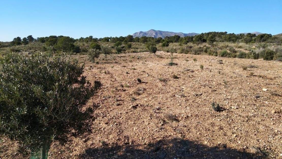 Sale - Land - Relleu - Relleu Centro