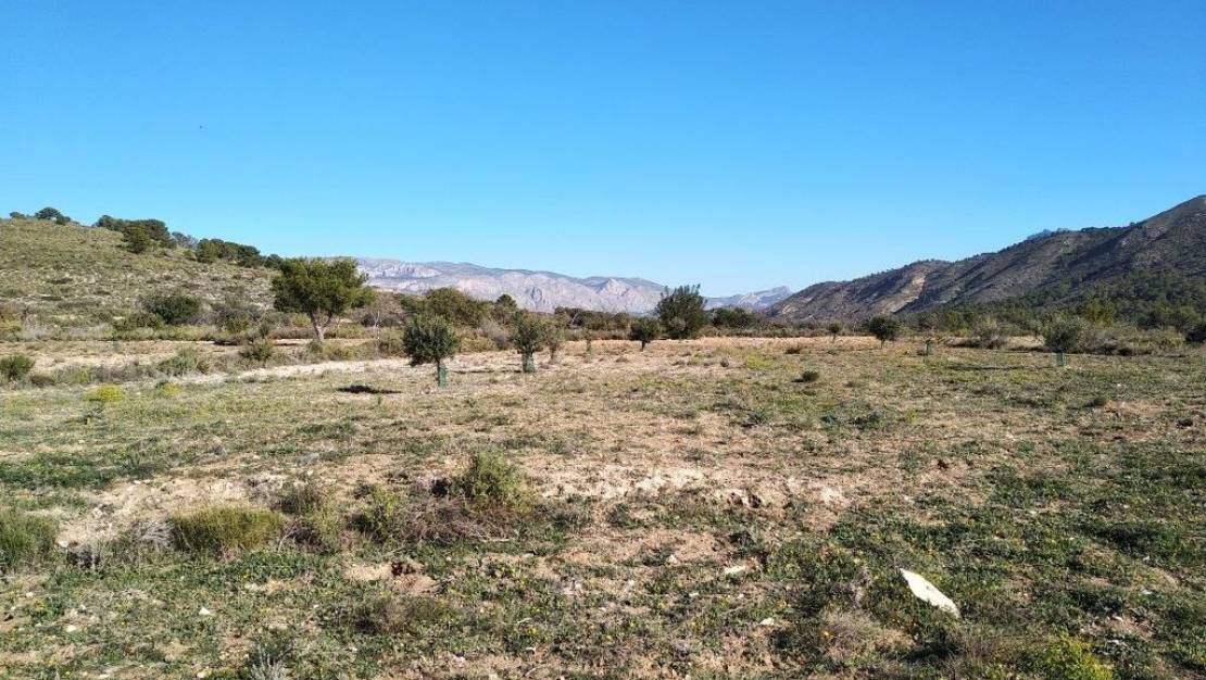 Sale - Land - Relleu - Relleu Centro