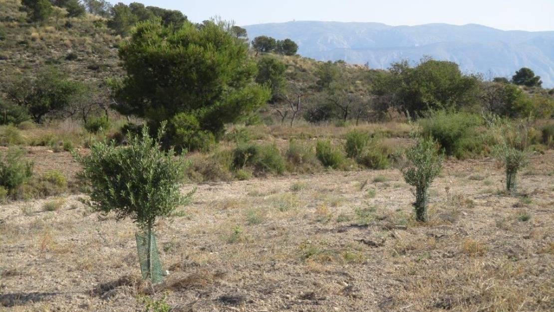 Sale - Land - Relleu - Relleu Centro