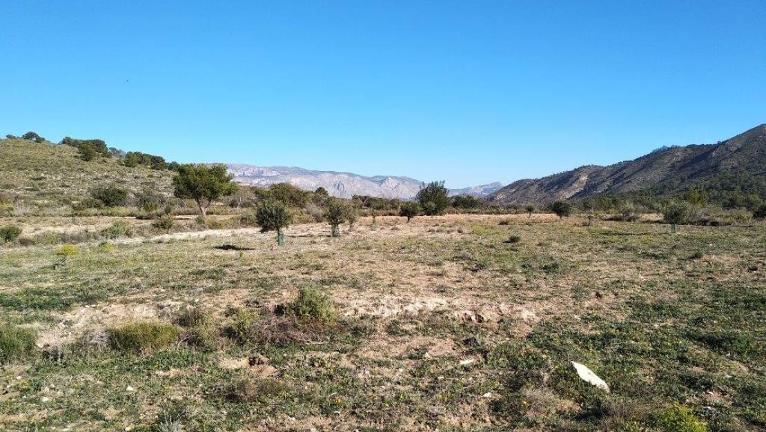 Sale - Land - Relleu - Relleu Centro