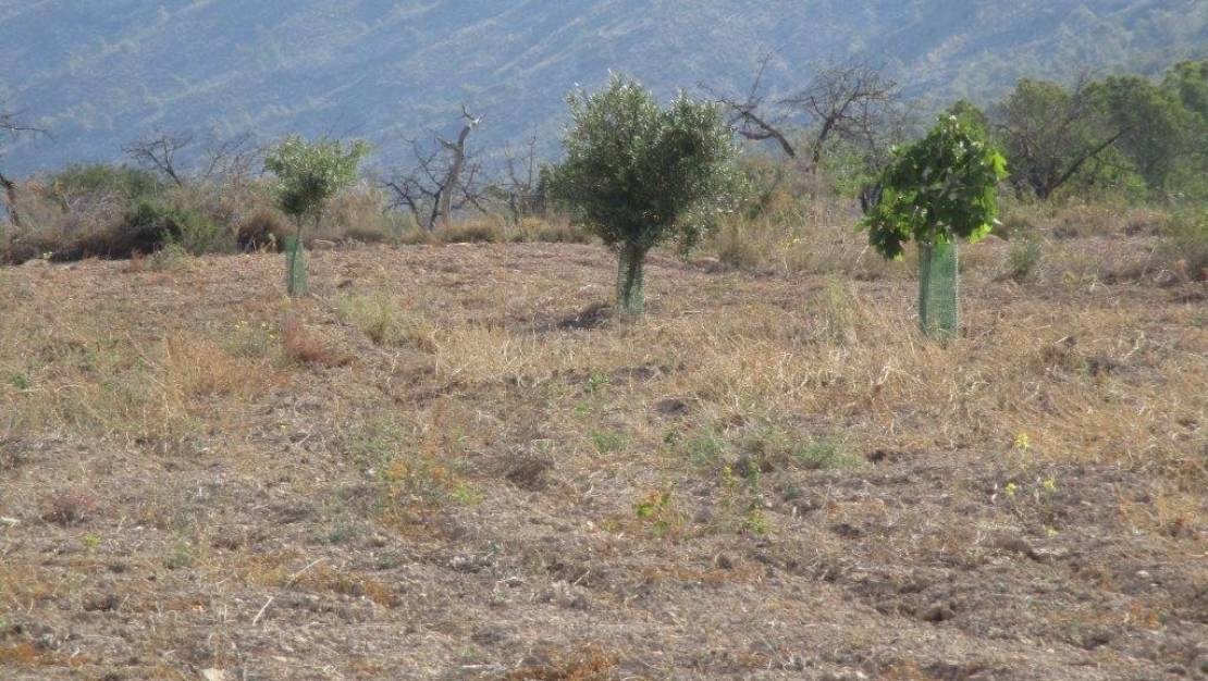 Sale - Land - Relleu - Relleu Centro