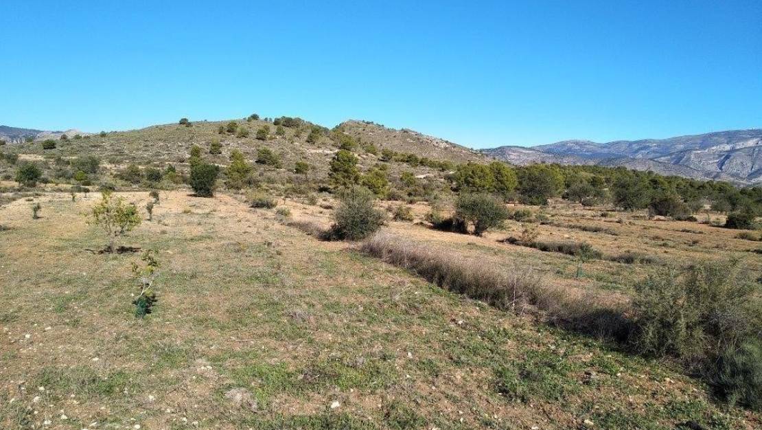 Sale - Land - Relleu - Relleu Centro