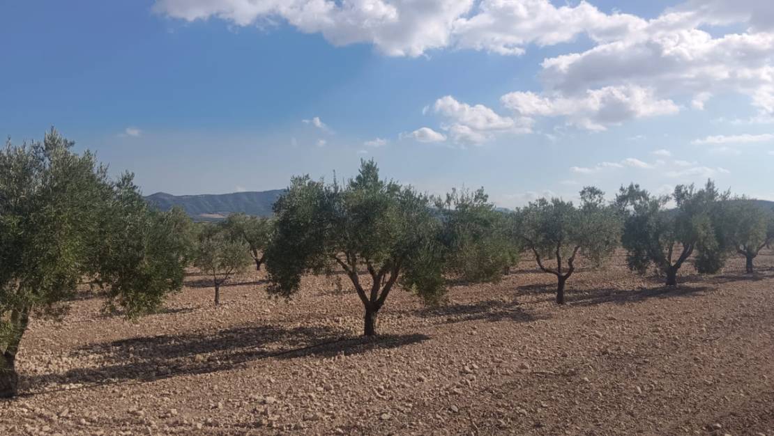 Sale - Land - Salinas - Salinas Centro