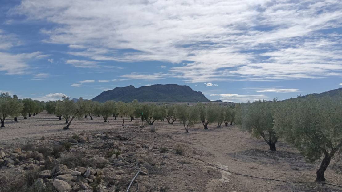 Sale - Land - Salinas - Salinas Centro