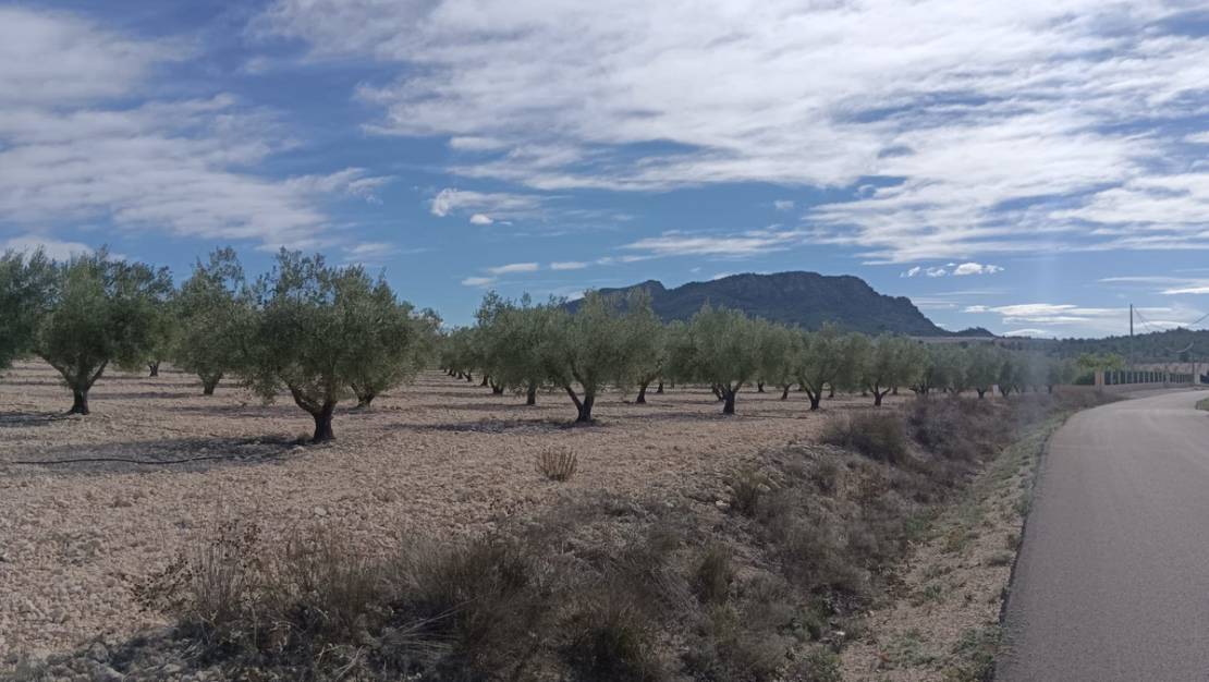 Sale - Land - Salinas - Salinas Centro
