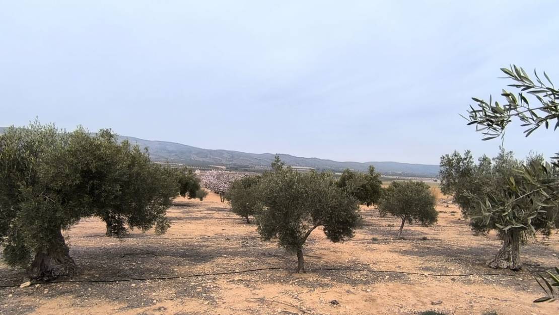 Sale - Land - Villena - Villena Centro