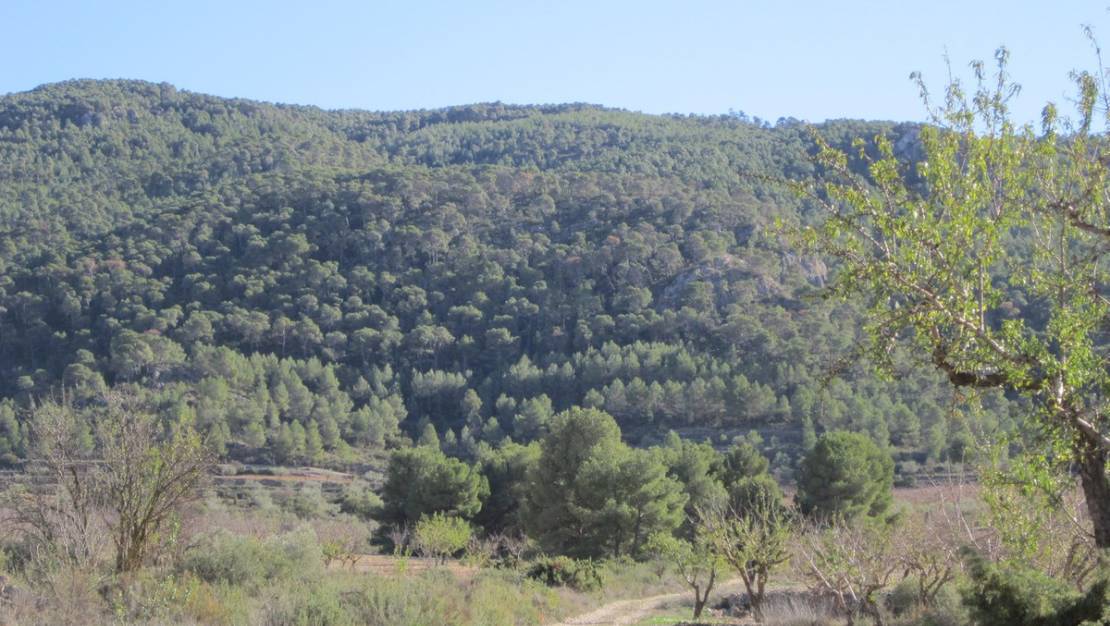 Sale - Land - Villena - Villena Centro