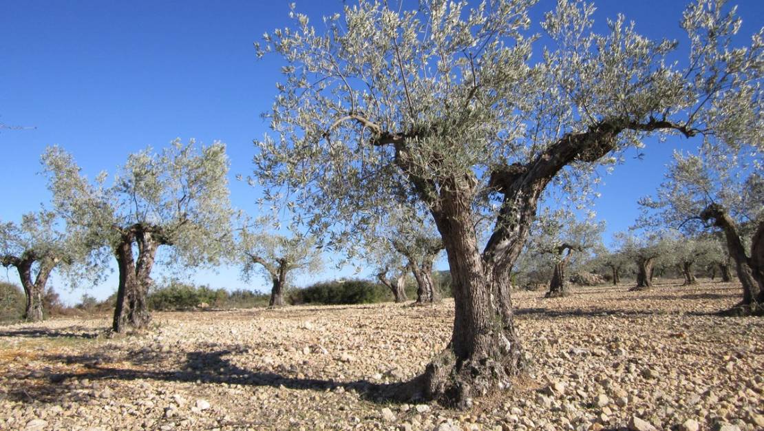 Sale - Land - Villena - Villena Centro