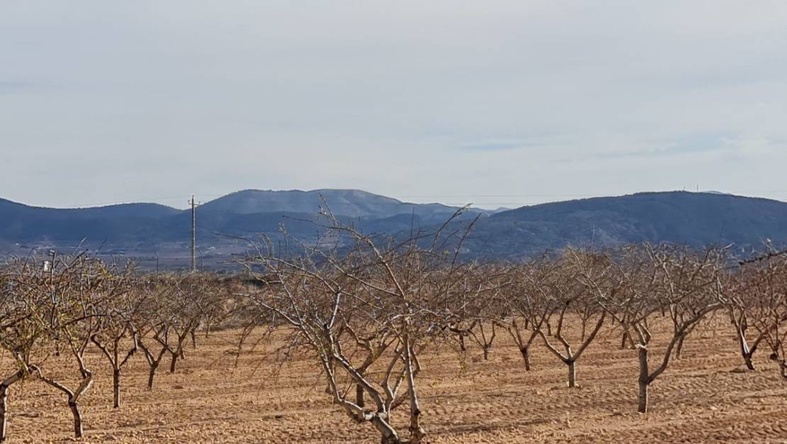 Sale - Land - Yecla - Raspay