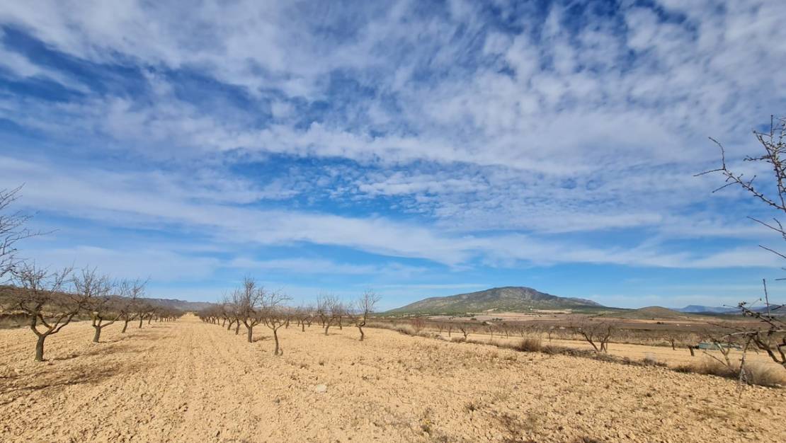 Sale - Land - Yecla - Raspay