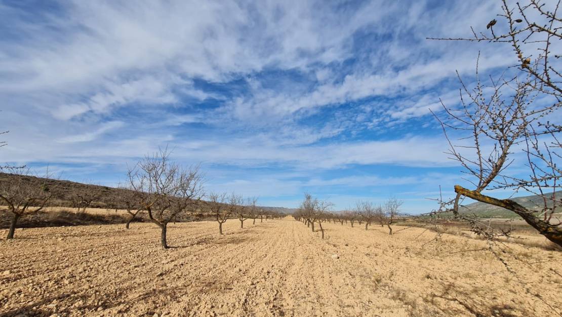 Sale - Land - Yecla - Raspay