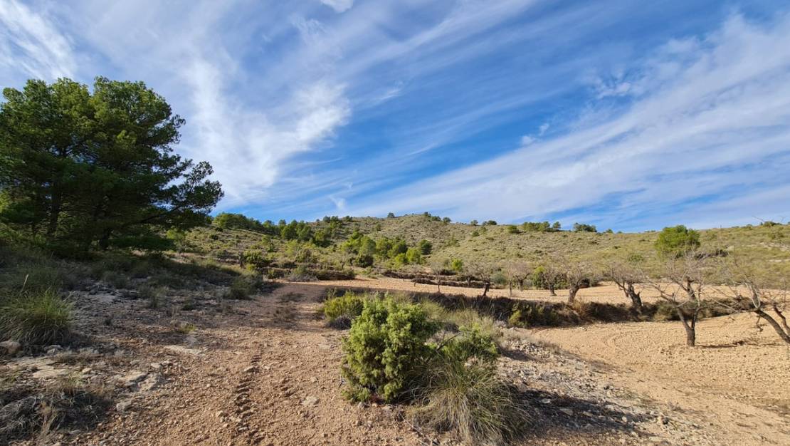 Sale - Land - Yecla - Raspay