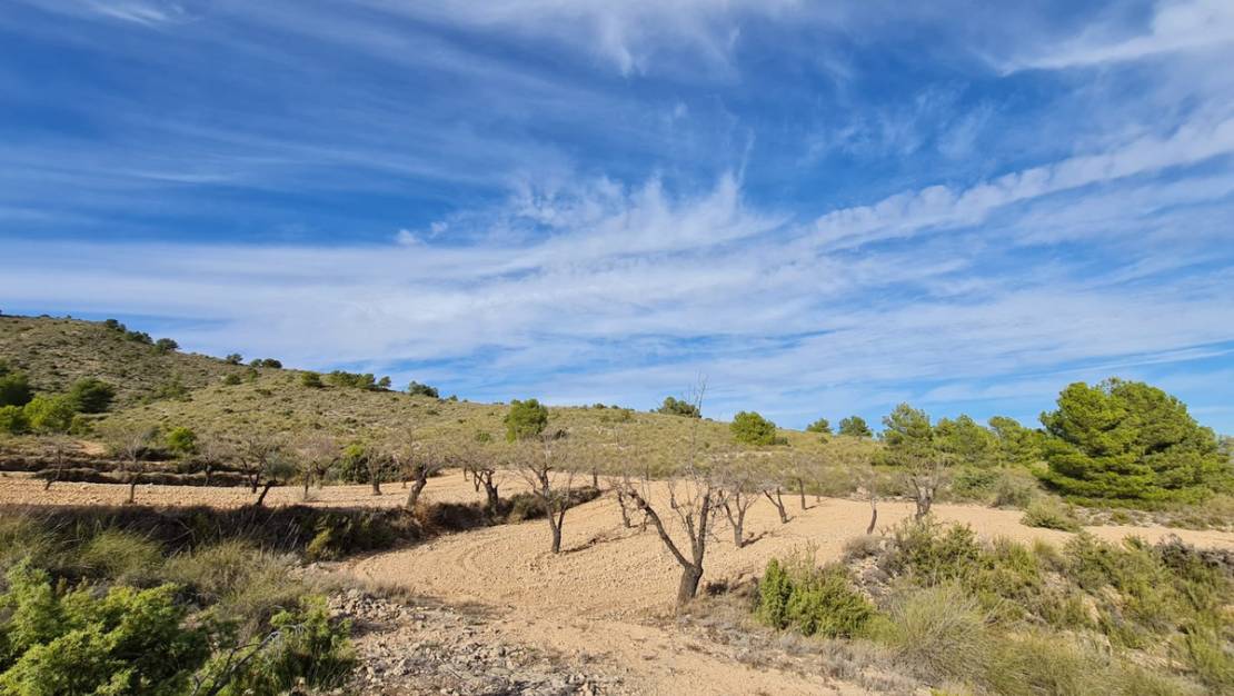 Sale - Land - Yecla - Raspay