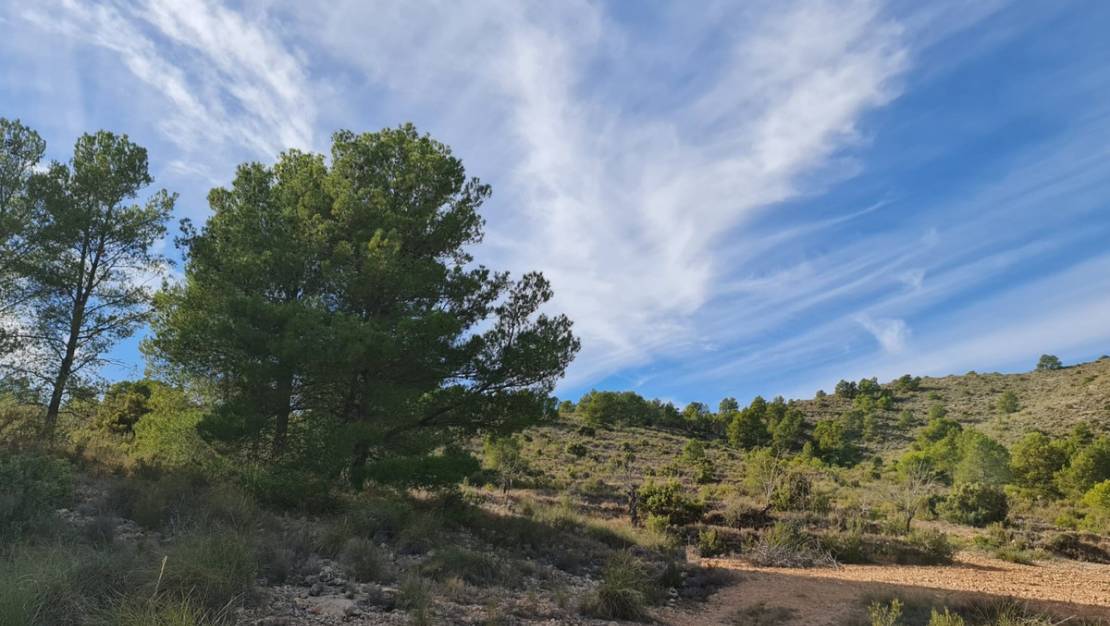 Sale - Land - Yecla - Raspay