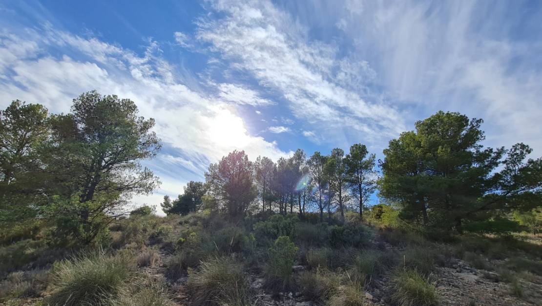 Sale - Land - Yecla - Raspay