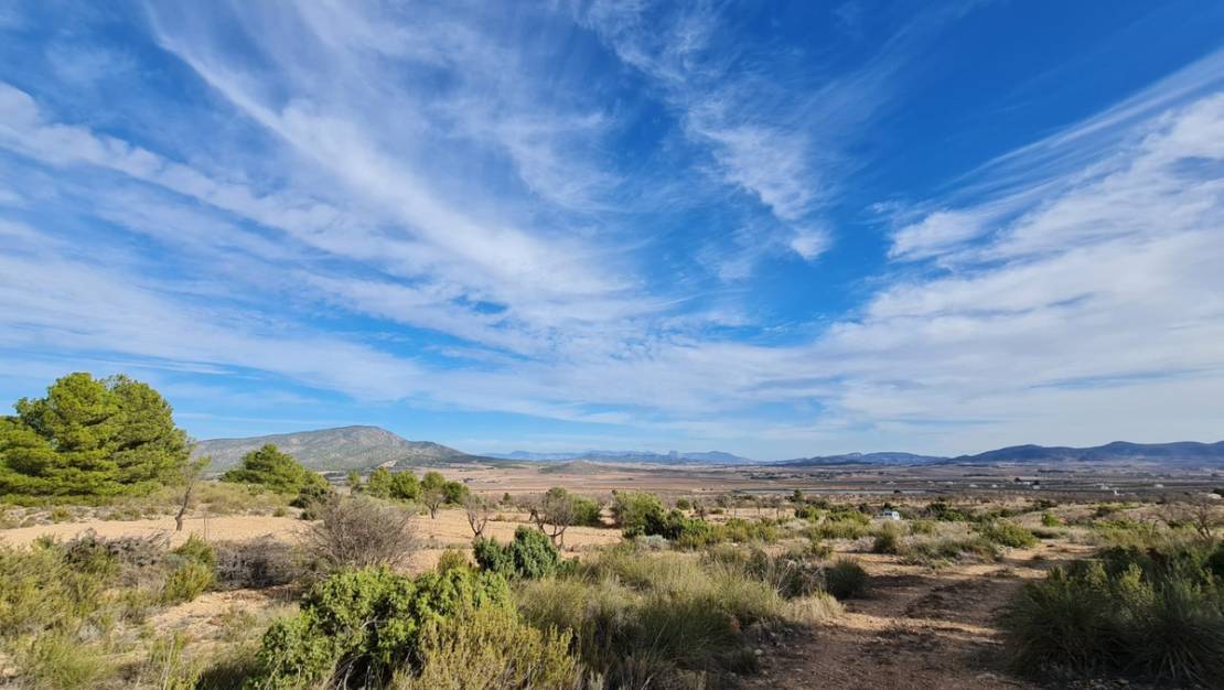 Sale - Land - Yecla - Raspay