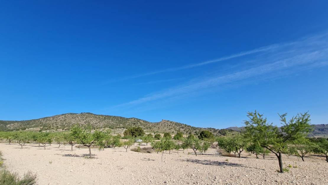 Sale - Land - Yecla - Raspay