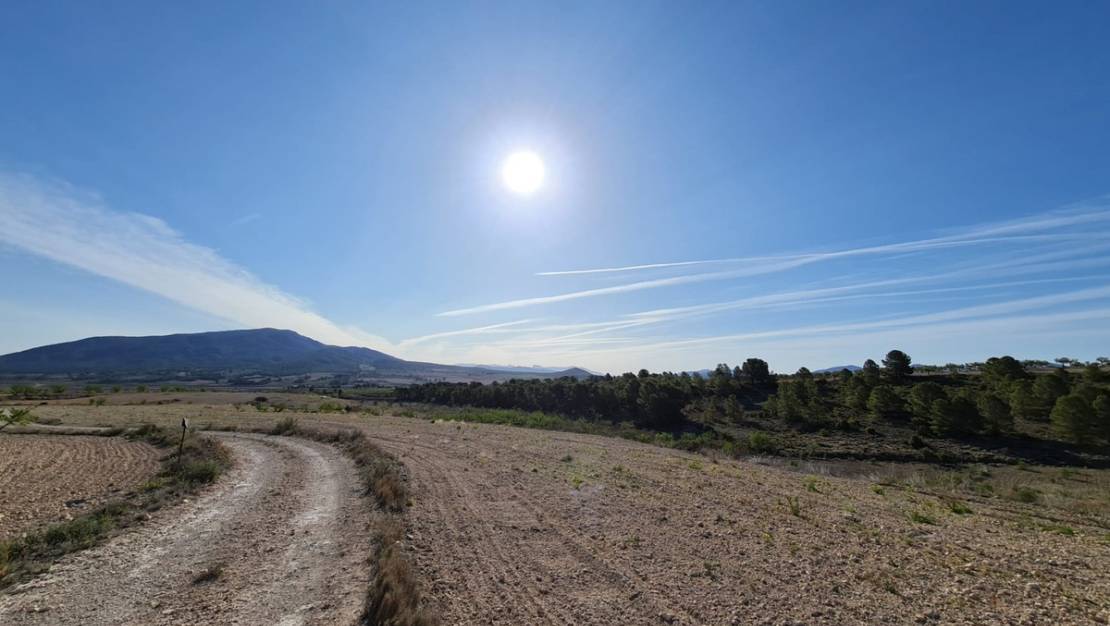 Sale - Land - Yecla - Raspay